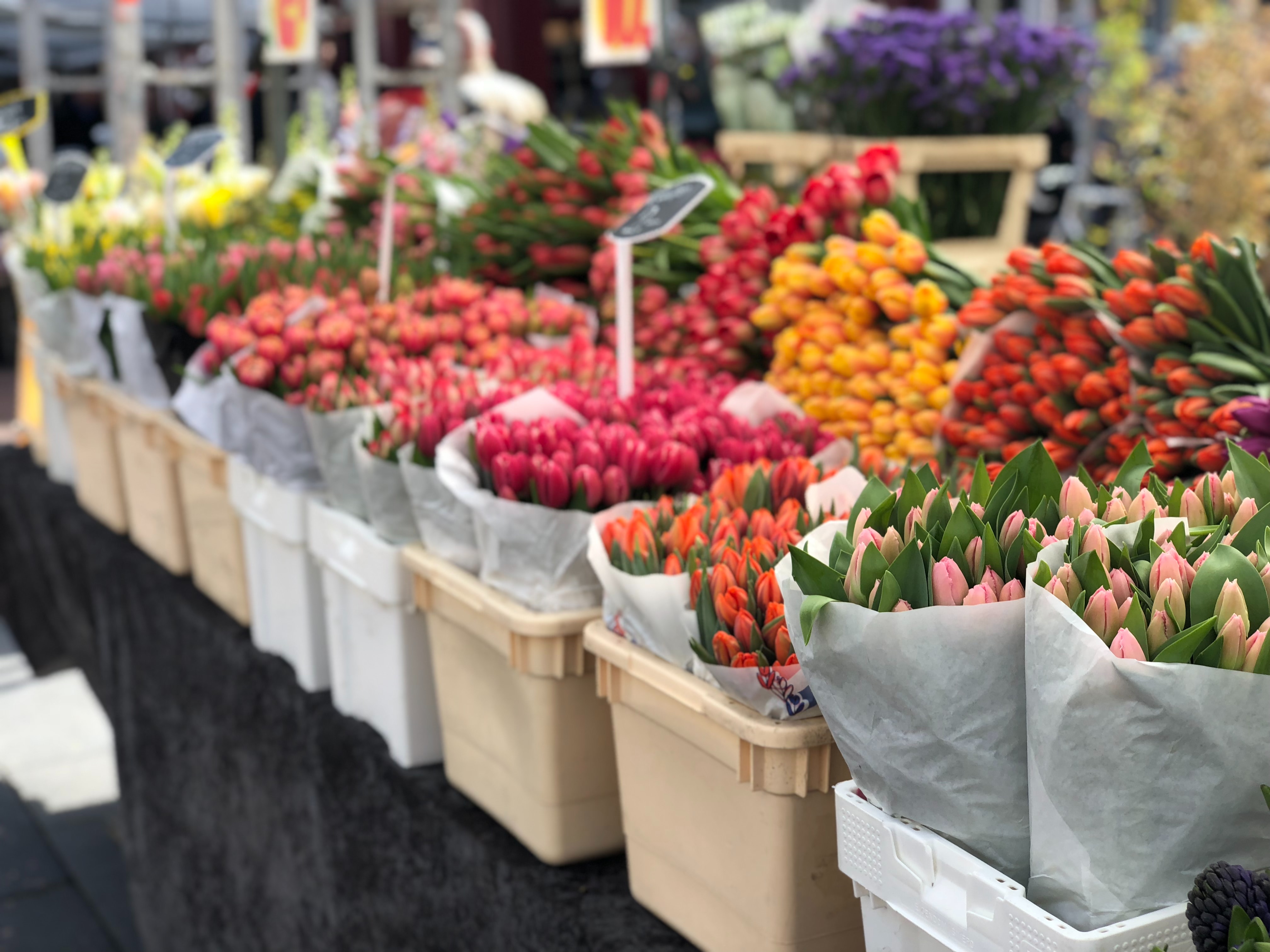 Новый цветочный рынок. Цветочный рынок. Рынок цветов. Голландские рынки цветов. Рынок цветов в Амстердаме.